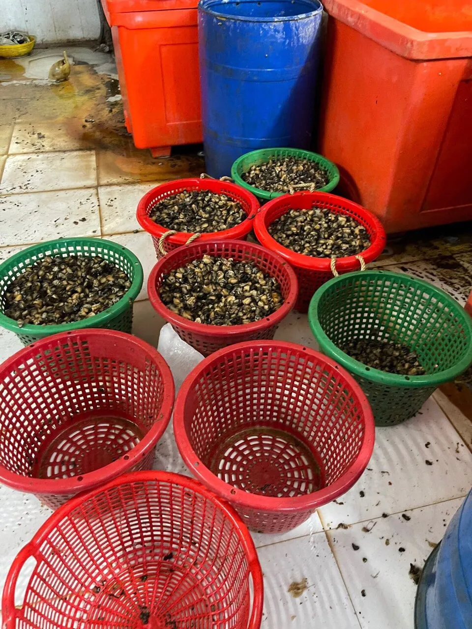 Phát hiện 1,8 tấn ốc ngâm hoá chất  ảnh 2