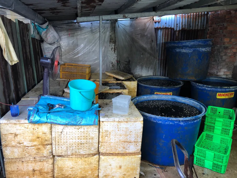 Phát hiện 1,8 tấn ốc ngâm hoá chất  ảnh 4