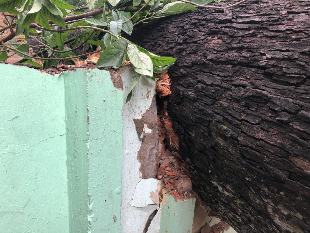 Cây xanh bật gốc đè sập chuồng thú ở Thảo Cầm viên Sài Gòn ảnh 3