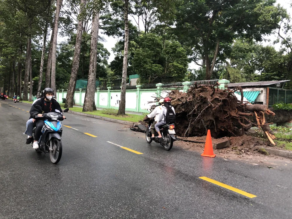 Cây xanh bật gốc đè sập chuồng thú ở Thảo Cầm viên Sài Gòn ảnh 1