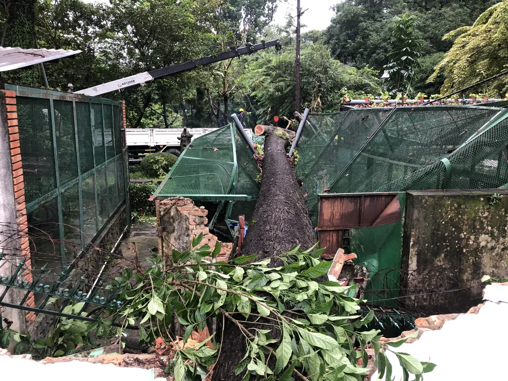Cây xanh bật gốc đè sập chuồng thú ở Thảo Cầm viên Sài Gòn ảnh 5
