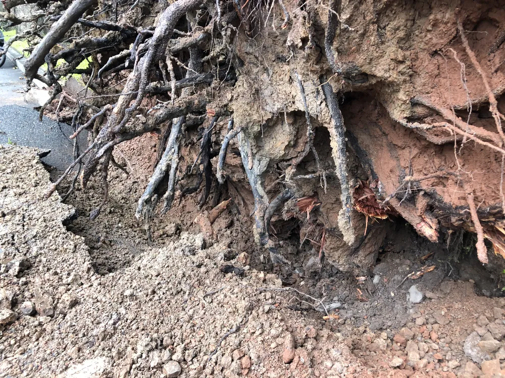 Cây xanh bị bật gốc ở Thảo Cầm viên Sài Gòn đã 60 năm tuổi  ảnh 1