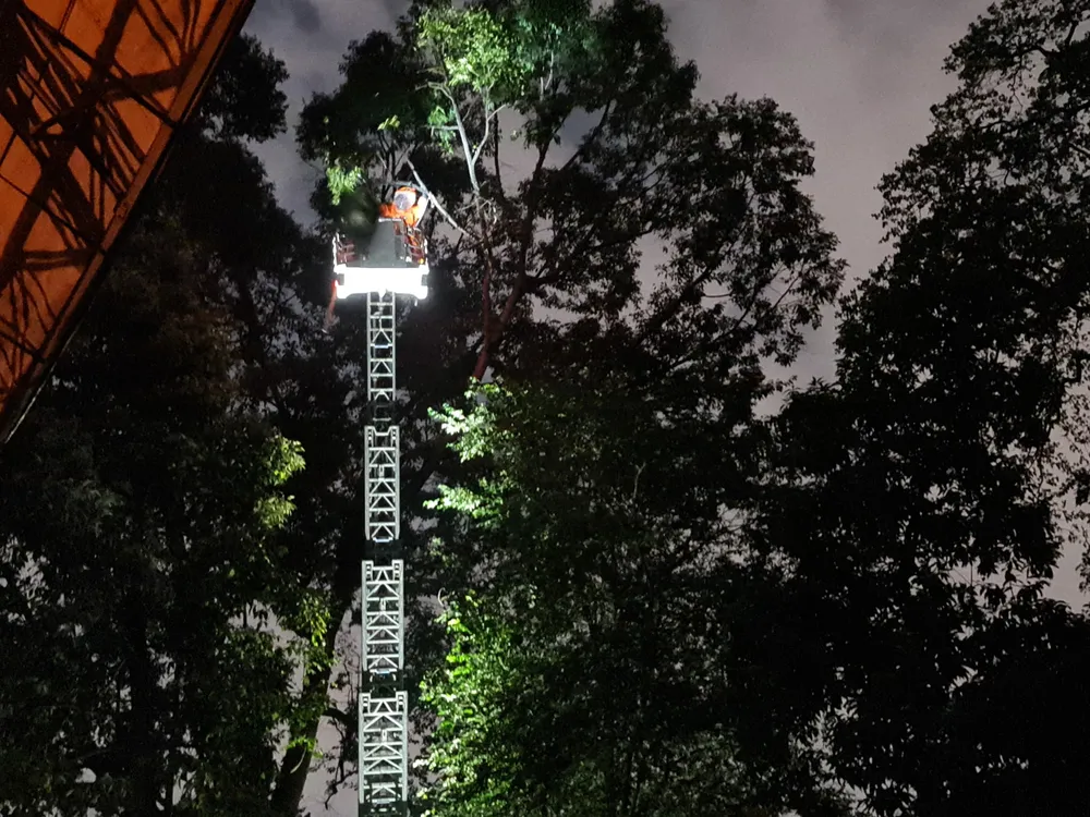 Cảnh sát PCCC TPHCM bắt tổ ong vò vẽ “khủng” trong Thảo Cầm Viên ảnh 3