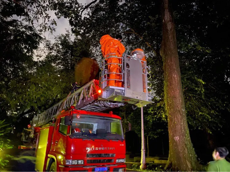 Cảnh sát PCCC TPHCM bắt tổ ong vò vẽ “khủng” trong Thảo Cầm Viên ảnh 2