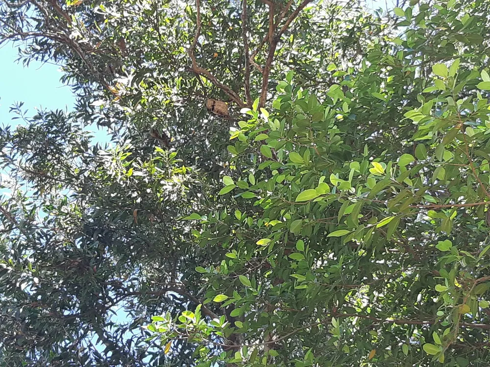 Cận cảnh cảnh sát PCCC xử lý hơn 10 tổ ong vò vẽ gần nhà dân ở Thủ Đức ảnh 3