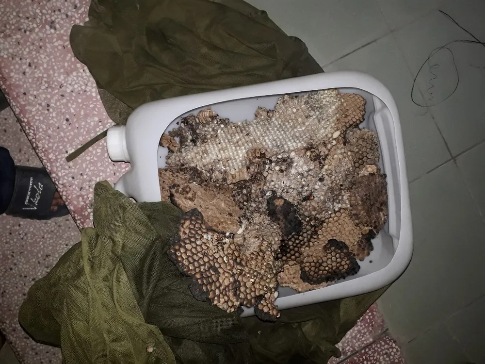 Cảnh sát PCCC TPHCM mặc đồ bảo hộ bắt tổ ong vò vẽ ở tầng thượng nhà dân ảnh 2