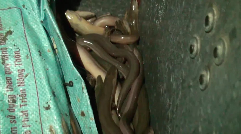 Phát hiện lượng lớn ma túy ngụy trang trong thùng lươn từ Campuchia về TPHCM  ảnh 4