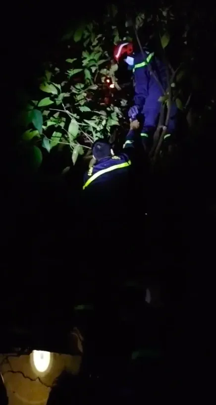 Cảnh sát PCCC leo cây bắt tổ ong vò vẽ trong khu dân cư ở huyện Bình Chánh ảnh 2