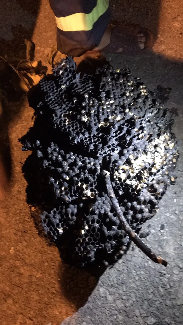 Cảnh sát PCCC leo cây bắt tổ ong vò vẽ trong khu dân cư ở huyện Bình Chánh ảnh 3