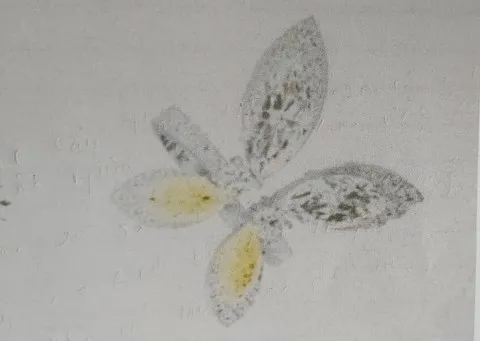 Nhẫn kim cương của nữ ca sĩ bị mất trộm