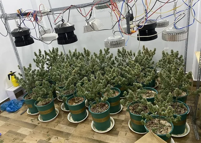 30 cây cần sa được trồng trong nhà của các đối tượng