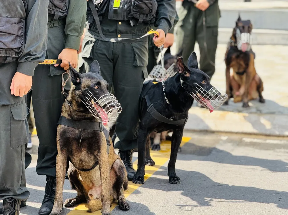 Chó nghiệp vụ được huy động để tìm kiếm người mắc kẹt. Ảnh: CHÍ THẠCH