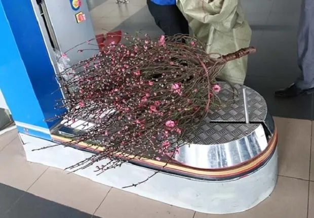 Hàng không nhận cung cấp cành đào, cây mai tết vận chuyển đến tận nhà