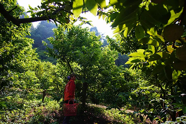 Mùa na trên núi Mặt Quỷ ảnh 2