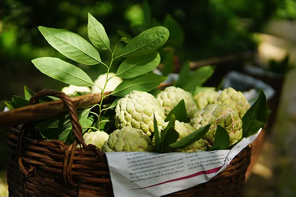 Mùa na trên núi Mặt Quỷ ảnh 12