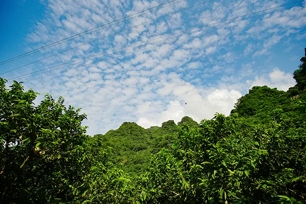 Mùa na trên núi Mặt Quỷ ảnh 5