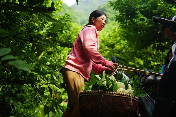 Mùa na trên núi Mặt Quỷ ảnh 10