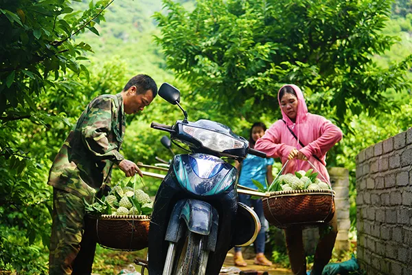 Mùa na trên núi Mặt Quỷ ảnh 11