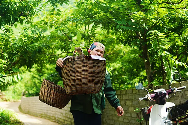 Mùa na trên núi Mặt Quỷ ảnh 8