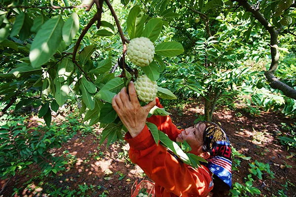 Mùa na trên núi Mặt Quỷ ảnh 3