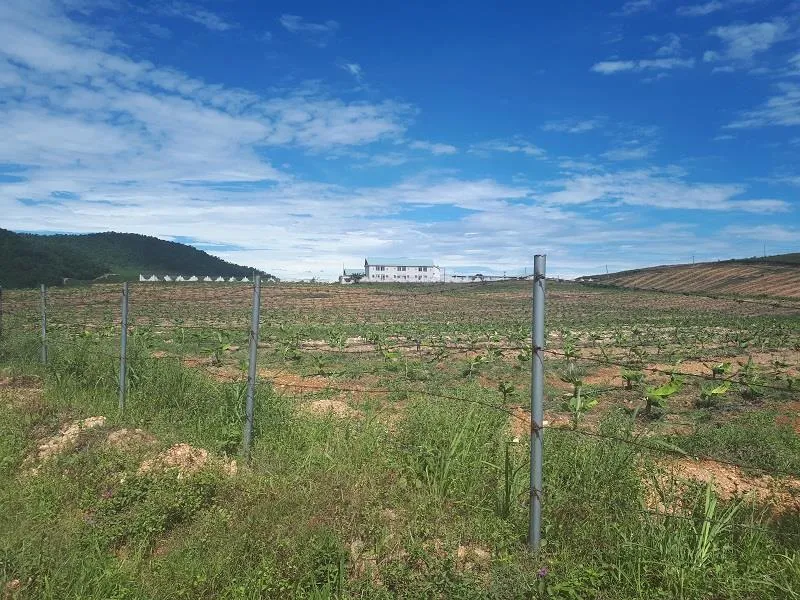 Con trai ông Trần Bắc Hà bị khởi tố  ảnh 1