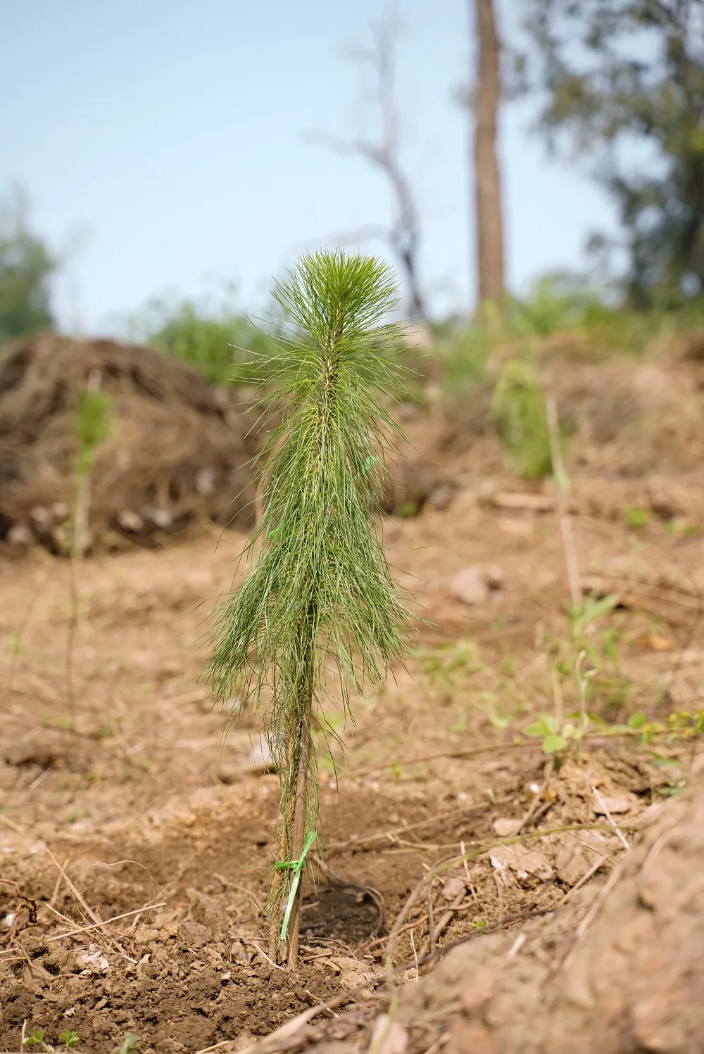  Phủ xanh 2.000 cây Thông Mã Vĩ trên đồi cây “Dâng Bác – Ơn Thầy” ảnh 20