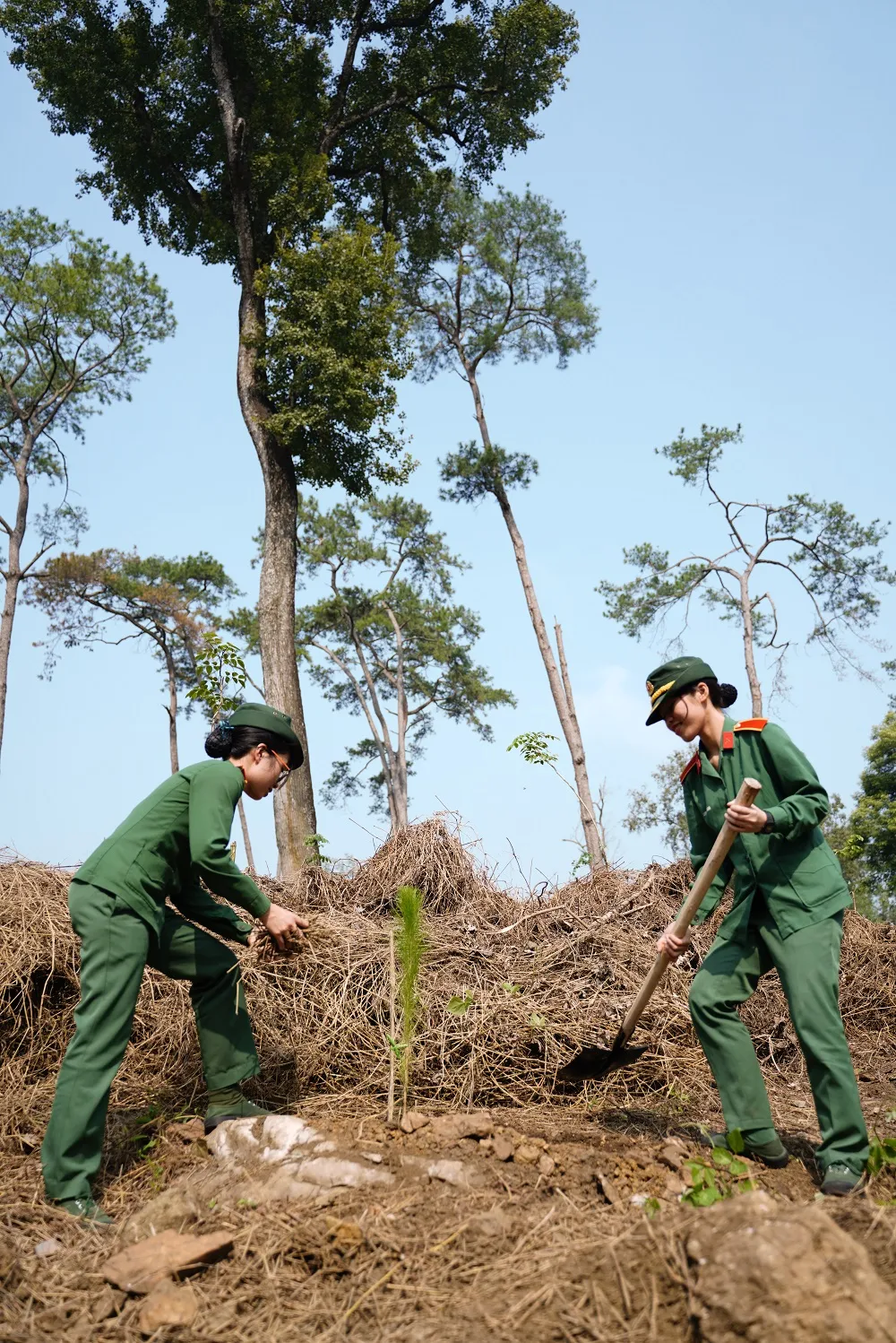  Phủ xanh 2.000 cây Thông Mã Vĩ trên đồi cây “Dâng Bác – Ơn Thầy” ảnh 13