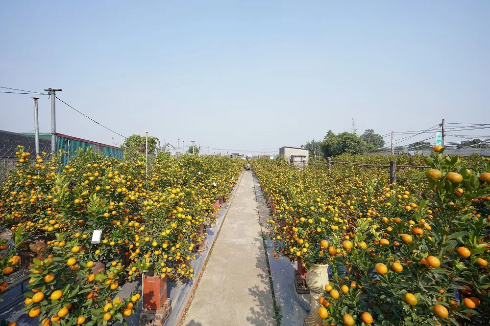 Quất Tứ Liên chín sớm đón tết ảnh 1