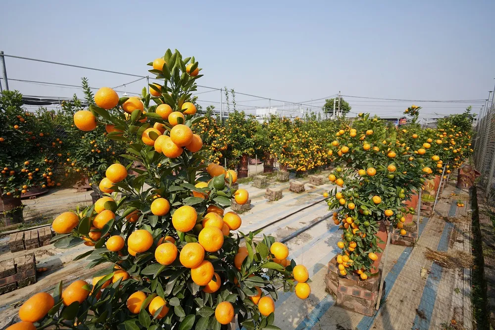 Quất Tứ Liên chín sớm đón tết ảnh 15