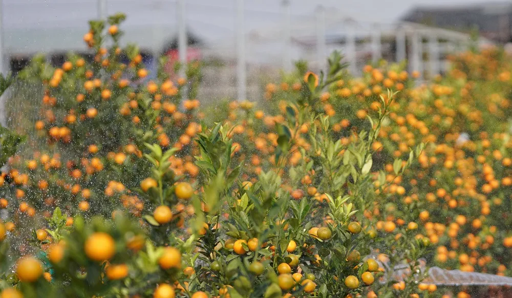 Quất Tứ Liên chín sớm đón tết ảnh 17