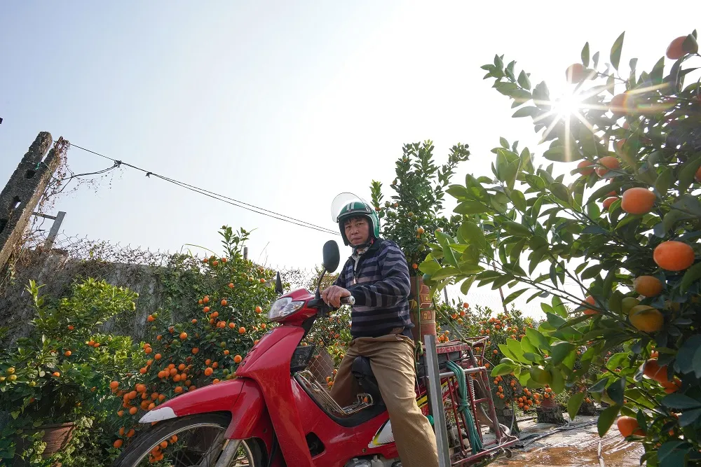 Quất Tứ Liên chín sớm đón tết ảnh 22