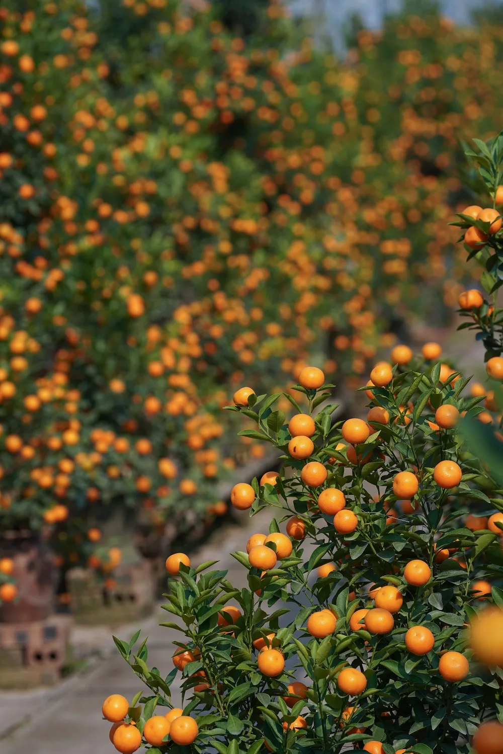 Quất Tứ Liên chín sớm đón tết ảnh 3