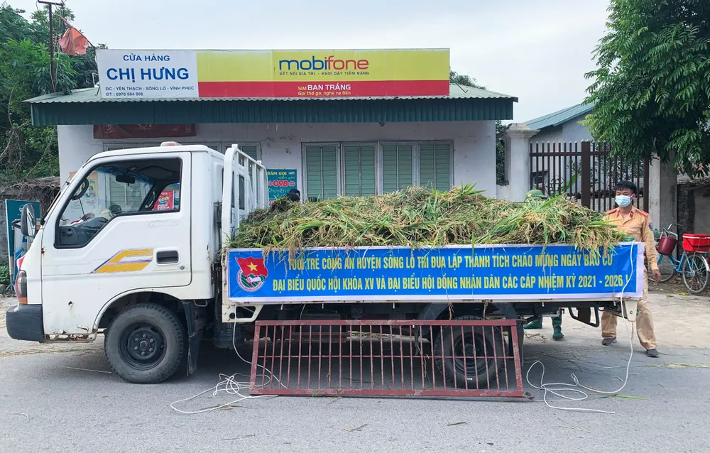 Công an xuống đồng thu hoạch lúa giúp dân đang cách ly y tế ảnh 2
