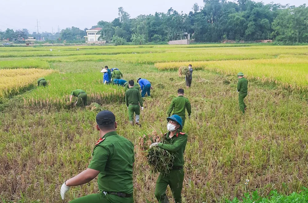 Công an xuống đồng thu hoạch lúa giúp dân đang cách ly y tế ảnh 6