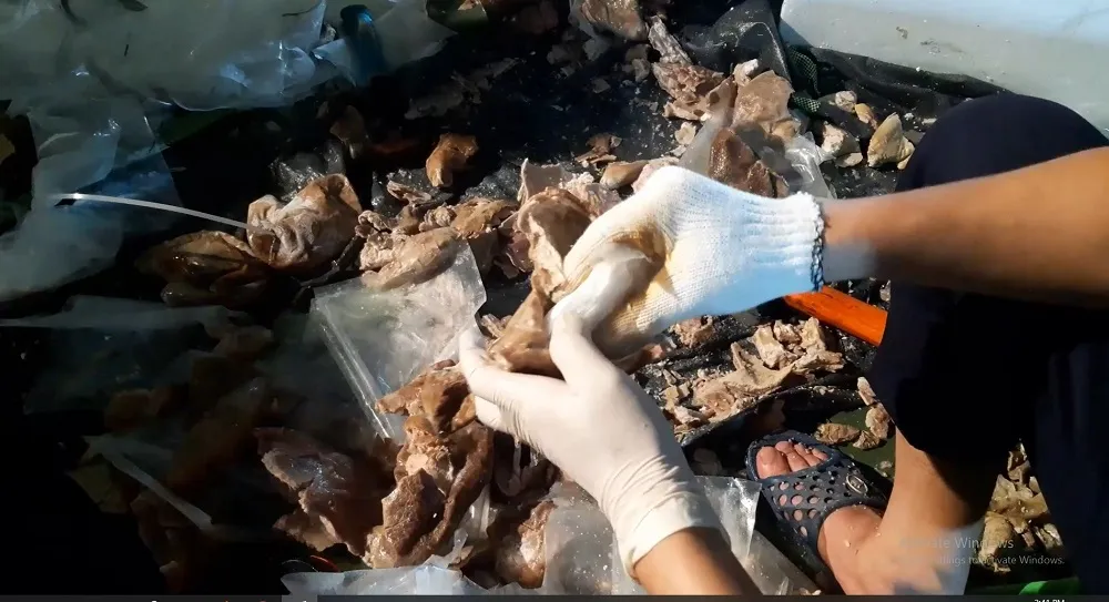 Giấu ma túy trong dạ dày heo ảnh 2