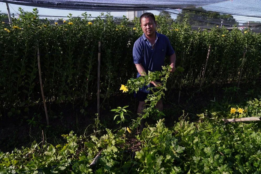 Người dân làng hoa Tây Tựu "sống dở chết dở" vì đến vụ thu hoạch phải nhổ bỏ ảnh 1