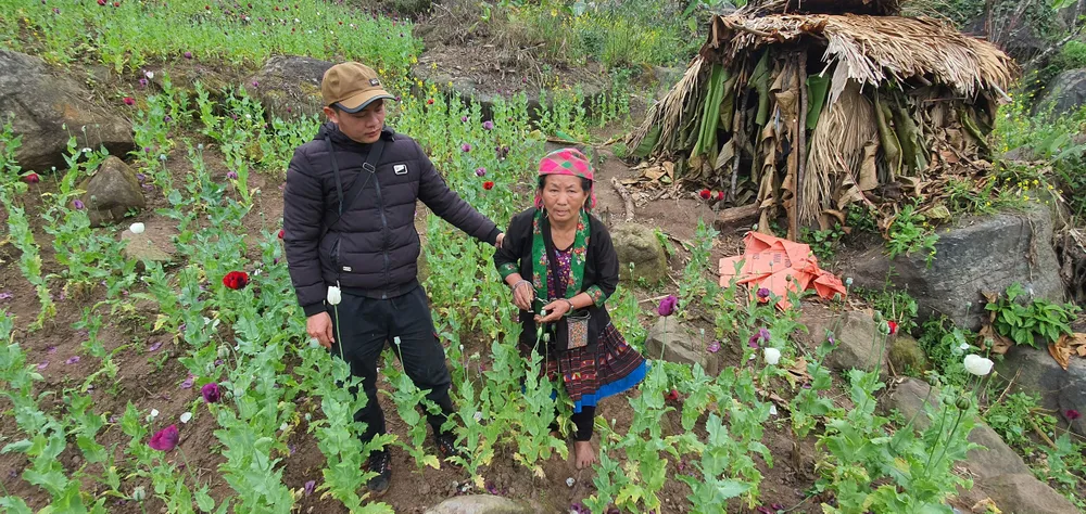 Liên tiếp phát hiện người dân trồng cây thuốc phiện trái phép ảnh 1