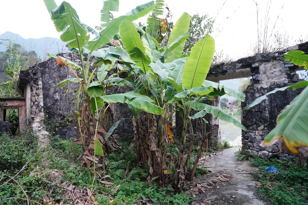 Bên trong Trạm phẫu tiền phương, hiện cây cối mọc xanh tươi, che đi những vết tường đổ