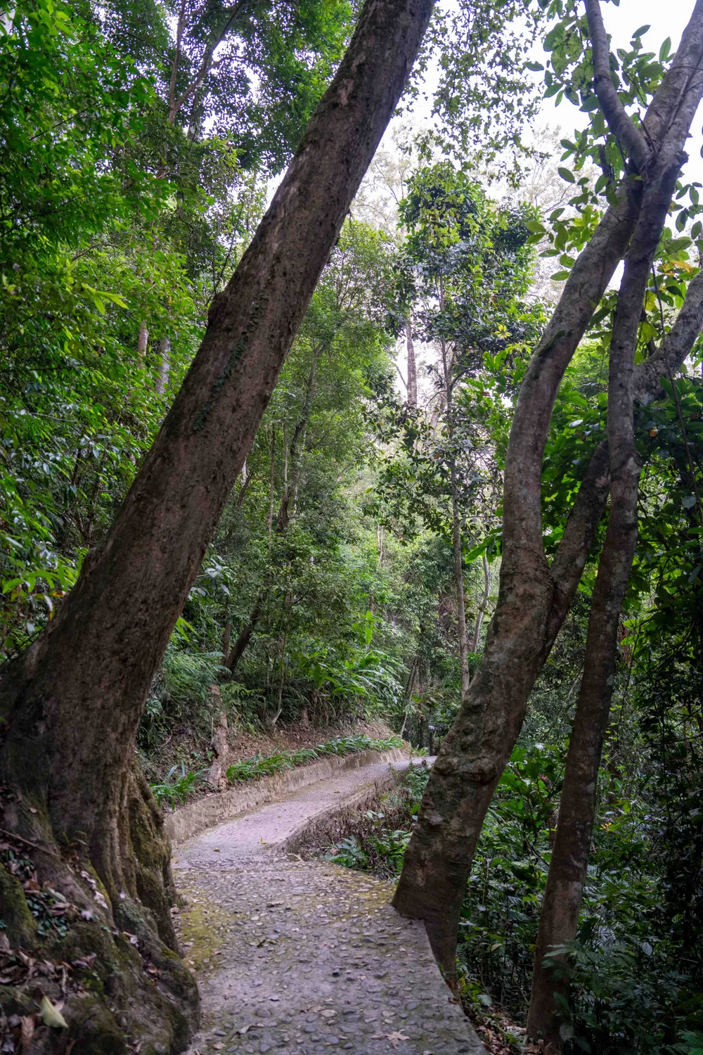 Bên trong rừng Trần Hưng Đạo.jpg