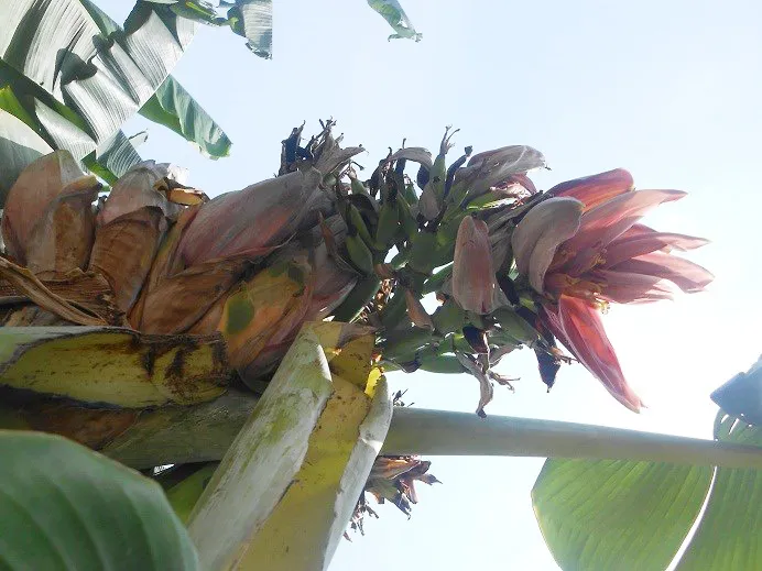 Kỳ lạ cây chuối trổ 21 hoa ảnh 1