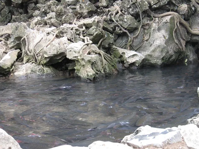 Những giai thoại bí ẩn về suối cá thần Cẩm Lương ảnh 2