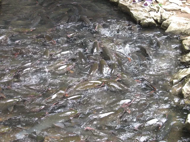 Những giai thoại bí ẩn về suối cá thần Cẩm Lương ảnh 3