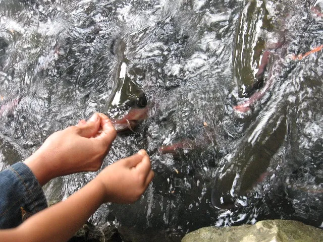 Những giai thoại bí ẩn về suối cá thần Cẩm Lương ảnh 5