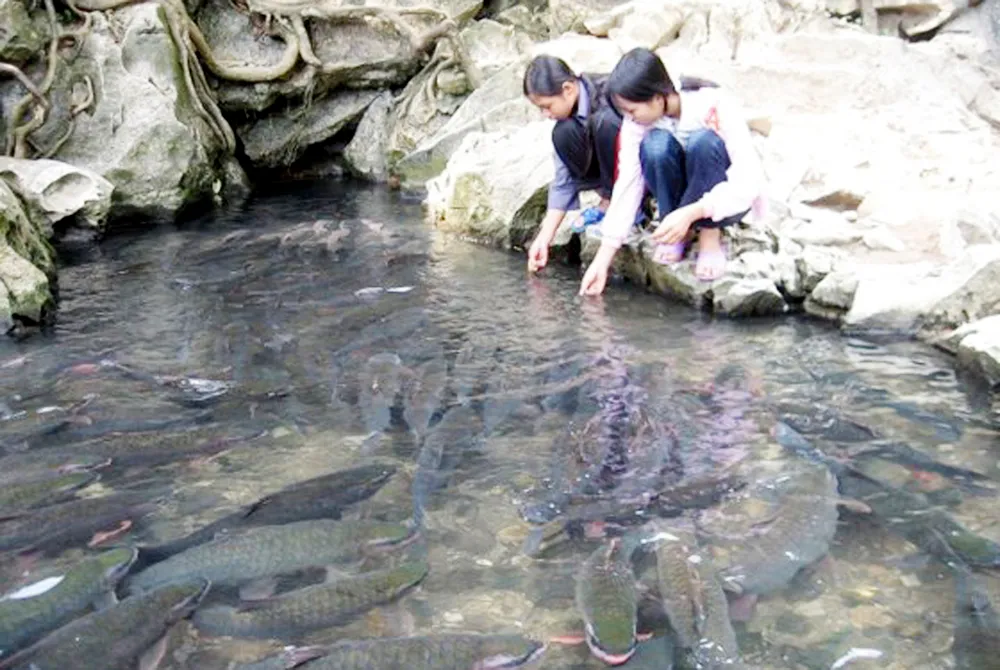 Những giai thoại bí ẩn về suối cá thần Cẩm Lương ảnh 4