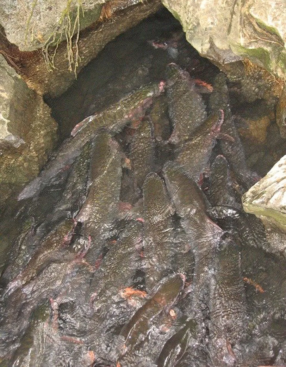 Những giai thoại bí ẩn về suối cá thần Cẩm Lương ảnh 1