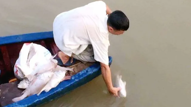 Người dân vớt cá chết trên sông Mai Giang