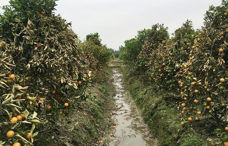 Vườn quất của người dân xã Hợp Tiến bị hư hại nặng do bị kẻ gian phun thuốc diệt cỏ