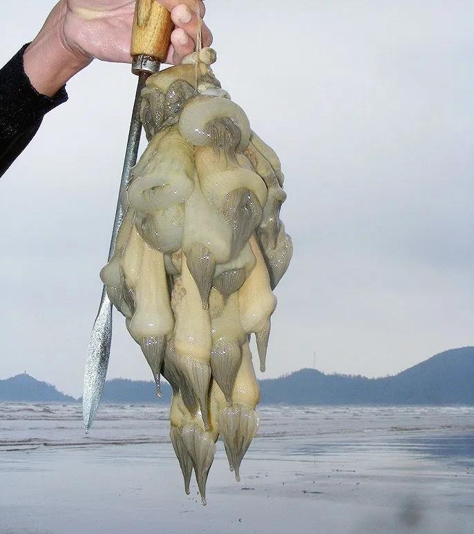 Kỳ thú nghề săn rum biển ảnh 7