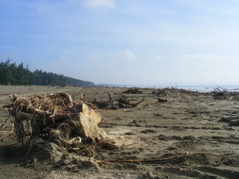 Kinh hoàng củi, rác ngập bãi biển Sầm Sơn tỉnh Thanh Hóa ảnh 8