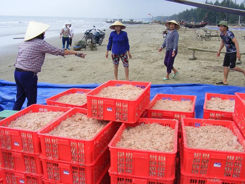 Vui như mùa “tép nhảy” ảnh 12